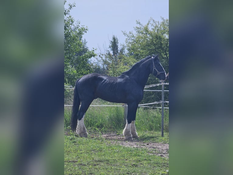 Shire Horse Hengst 15 Jahre 190 cm Rappe in Palanga