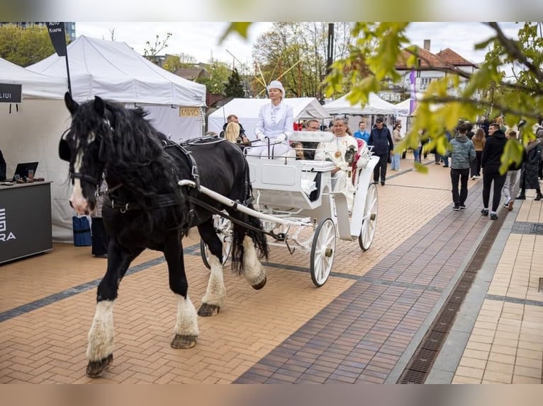Shire Horse Hengst 15 Jahre 190 cm Rappe in Palanga
