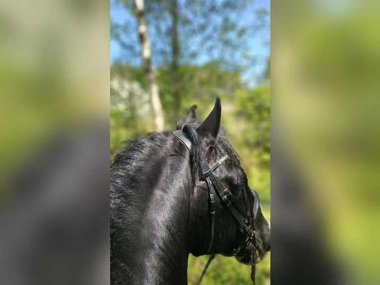 Shire Horse Hengst 15 Jahre 190 cm Rappe in Palanga