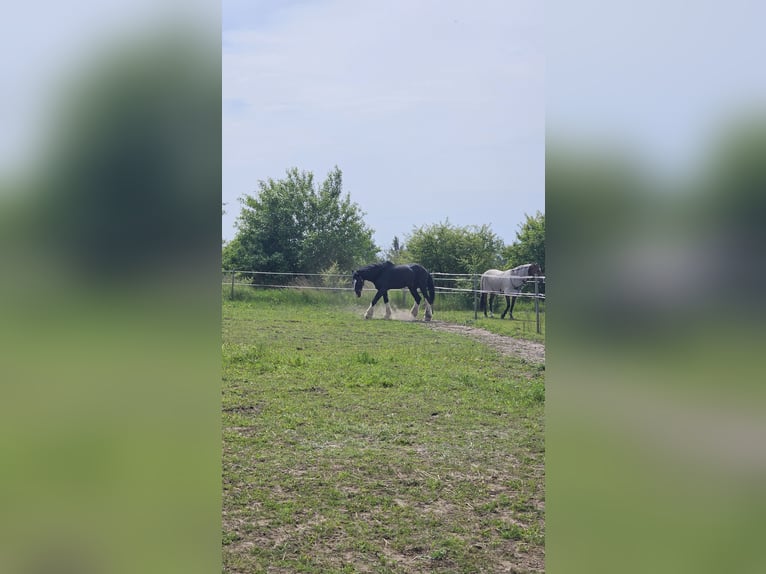 Shire Horse Hengst 15 Jahre 190 cm Rappe in Palanga