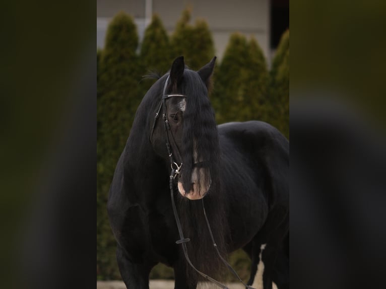 Shire Horse Hengst 17 Jahre 180 cm Rappe in Bad F&#xFC;ssing