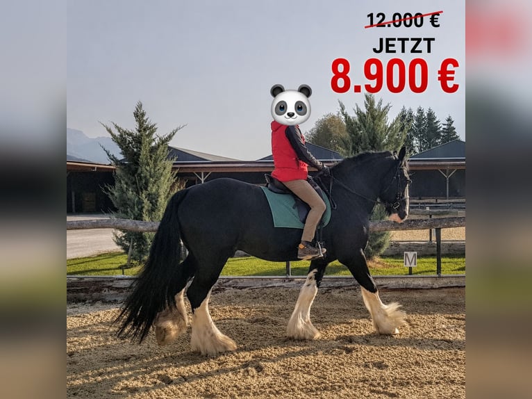 Shire Horse Hengst 18 Jahre 185 cm Rappe in Ried im Innkreis
