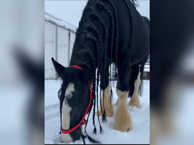 Shire Horse Hengst 18 Jahre 185 cm Rappe in Ried im Innkreis