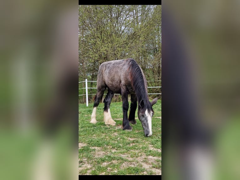 Shire Horse Hengst 1 Jahr 160 cm Kann Schimmel werden in Bad F&#xFC;ssing