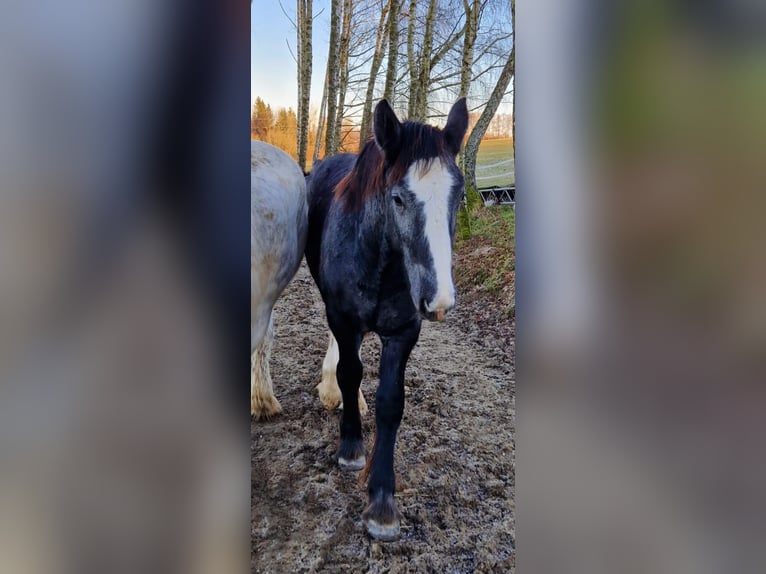 Shire Horse Hengst 1 Jahr 160 cm Kann Schimmel werden in Bad F&#xFC;ssing