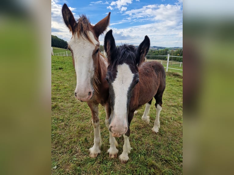 Shire Horse Hengst 1 Jahr 175 cm Rappe in Salzburg