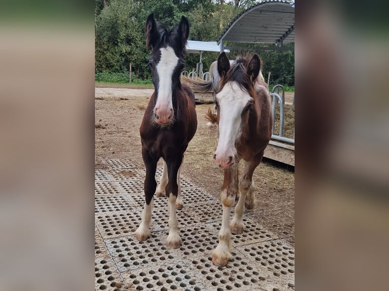 Shire Horse Hengst 1 Jahr 175 cm Rappe in Salzburg