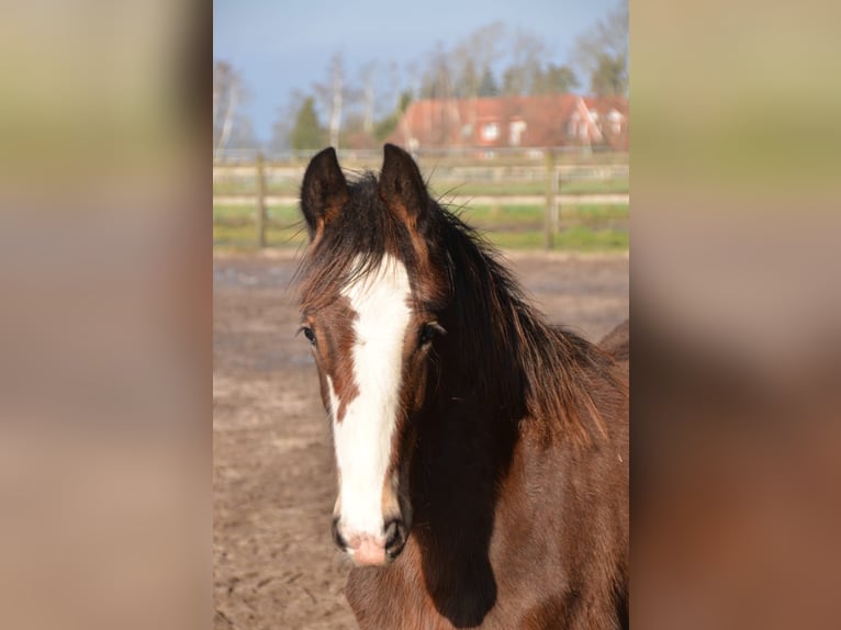 Shire Horse Hengst 1 Jahr 180 cm Brauner in BergeBippen