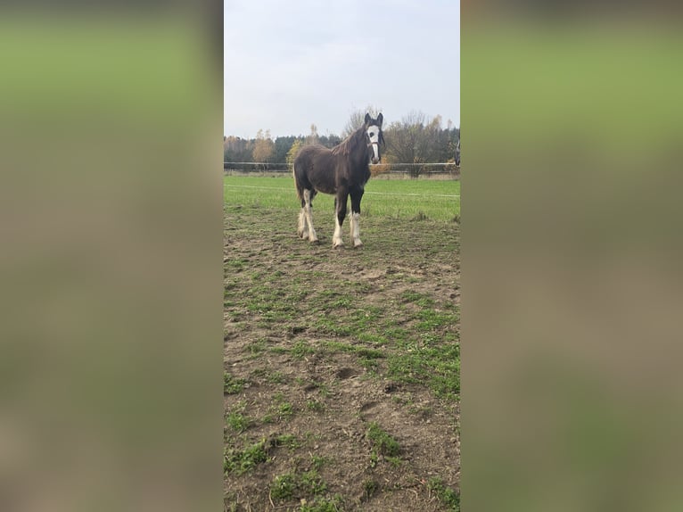 Shire Horse Hengst 1 Jahr 180 cm Rappe in Obrąb