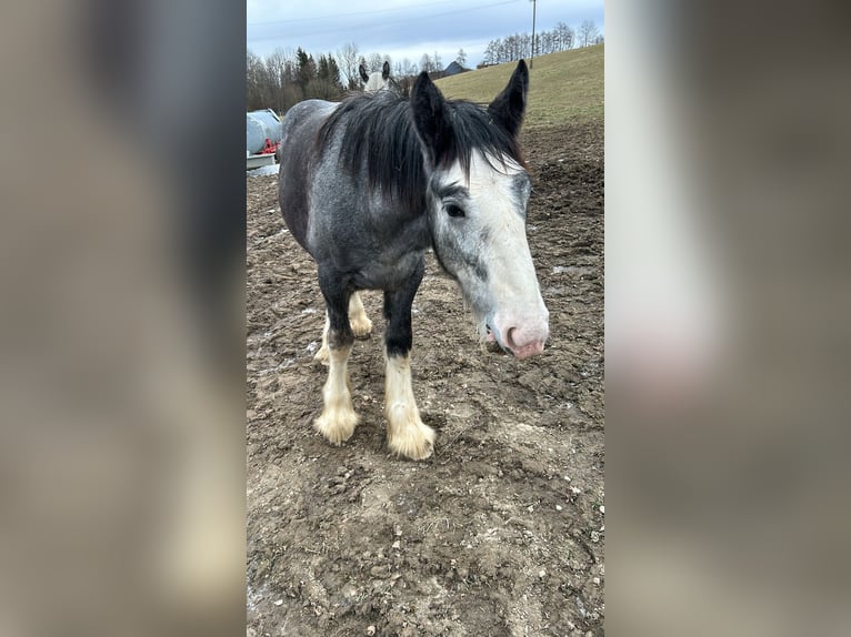 Shire Horse Hengst 1 Jahr 180 cm Schimmel in Ried im Innkreis