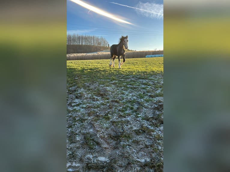 Shire Horse Hengst 1 Jahr 180 cm Schimmel in Ried im Innkreis