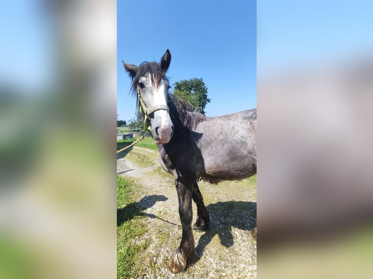 Shire Horse Hengst 1 Jahr 180 cm Schimmel in Ried im Innkreis Shire Horse Hengst 1 Jahr 180 cm Schimmel in Ried im Innkreis