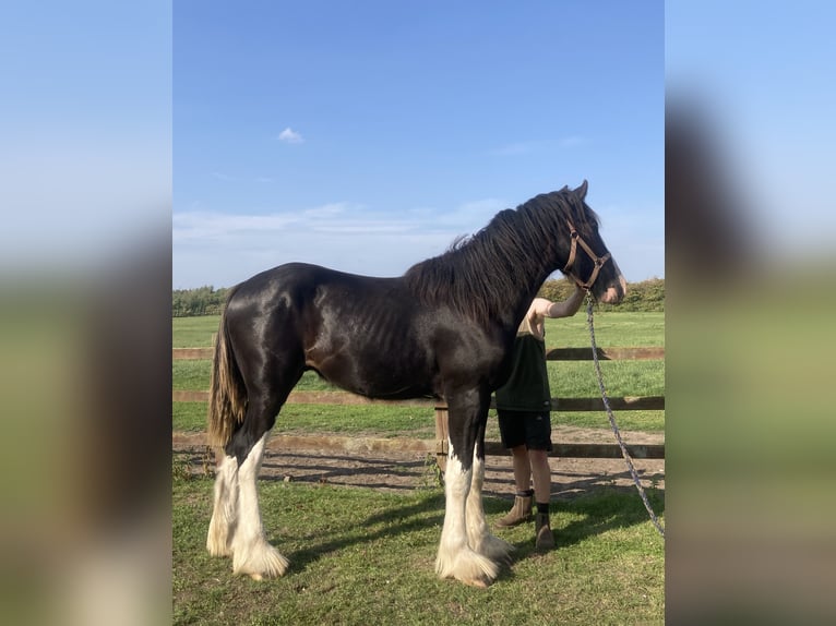 Shire Horse Hengst 1 Jahr 183 cm Rappe in Warthill