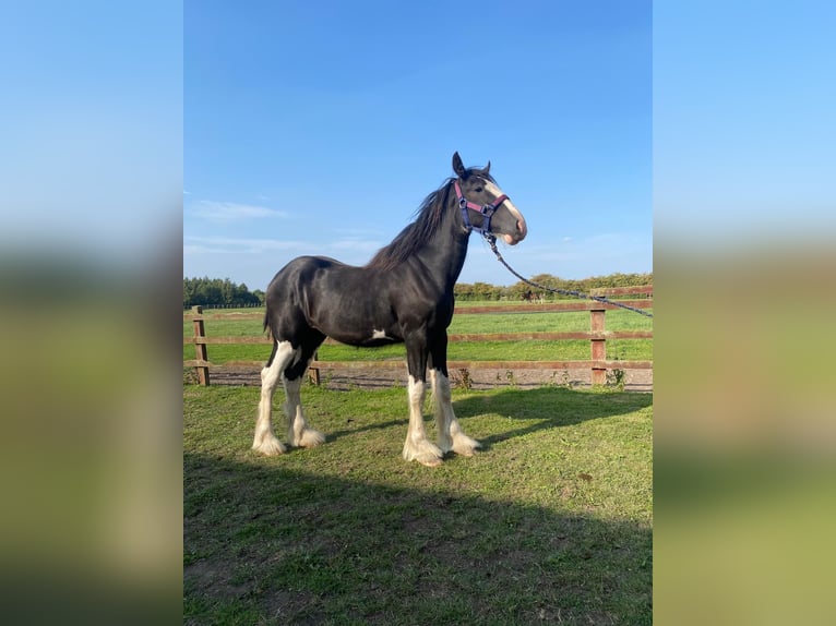 Shire Horse Hengst 1 Jahr 183 cm Rappe in Warthill