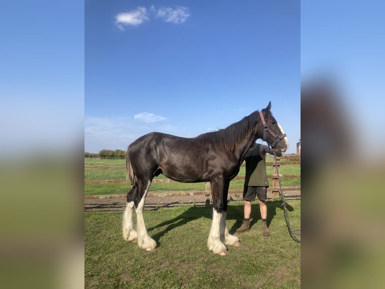 Shire Horse Hengst 1 Jahr 183 cm Rappe in Warthill