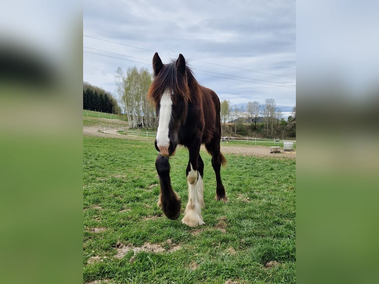 Shire Horse Hengst 1 Jahr 185 cm Brauner in Bad F&#xFC;ssing
