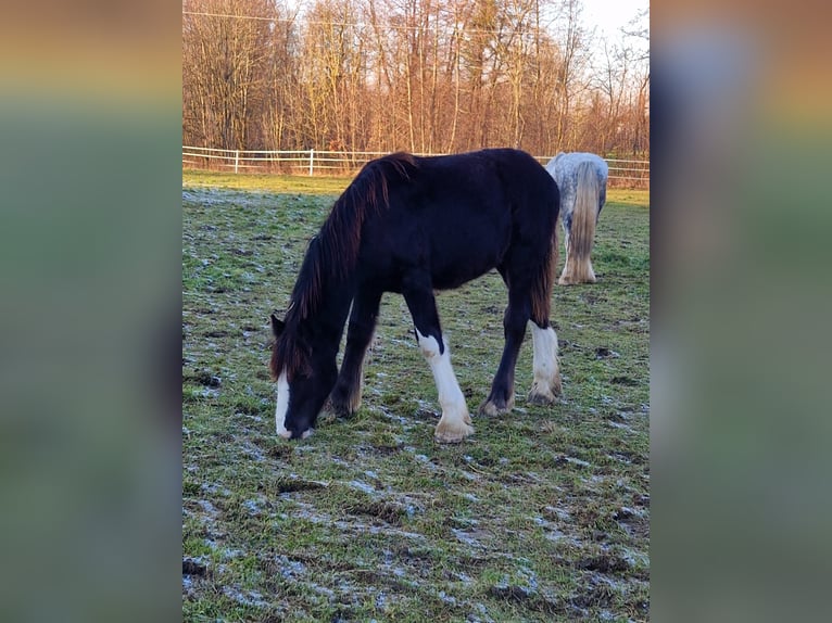Shire Horse Hengst 1 Jahr 185 cm Brauner in Bad F&#xFC;ssing