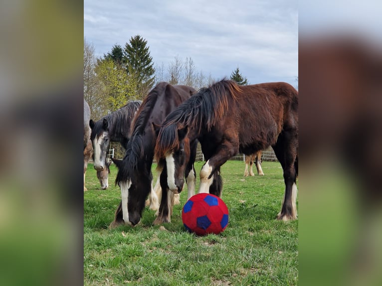 Shire Horse Hengst 1 Jahr 185 cm Brauner in Bad F&#xFC;ssing