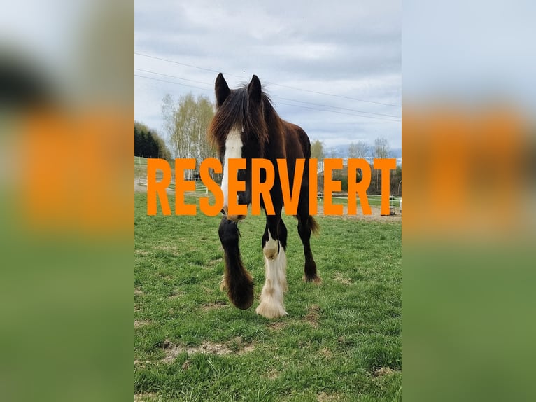 Shire Horse Hengst 1 Jahr 185 cm Brauner in Ried im Innkreis