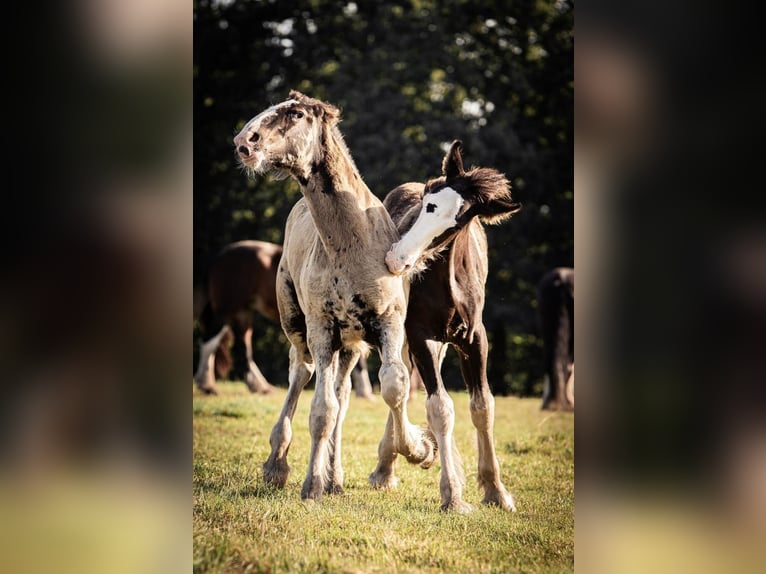 Shire Horse Hengst 1 Jahr 185 cm Rappe in BergeBippen