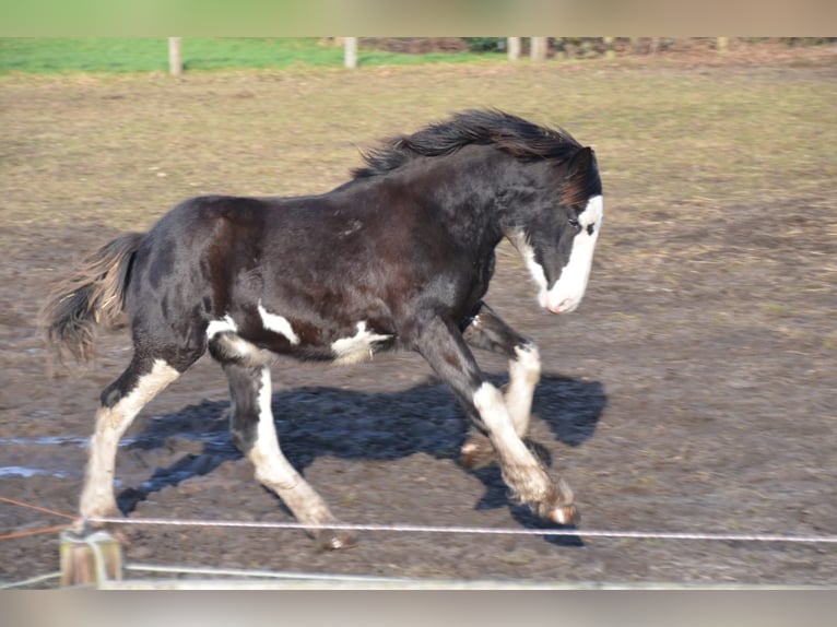 Shire Horse Hengst 1 Jahr 185 cm Rappe in BergeBippen