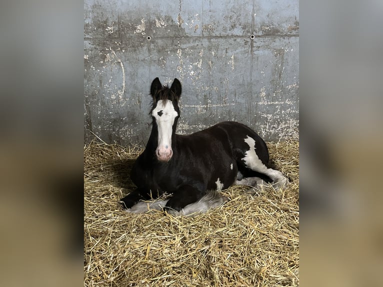 Shire Horse Hengst 1 Jahr 185 cm Rappe in BergeBippen