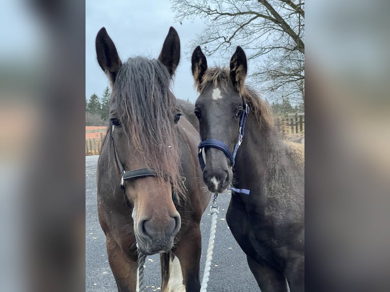 Shire Horse Hengst 1 Jahr 190 cm Rappe in Lekeryd