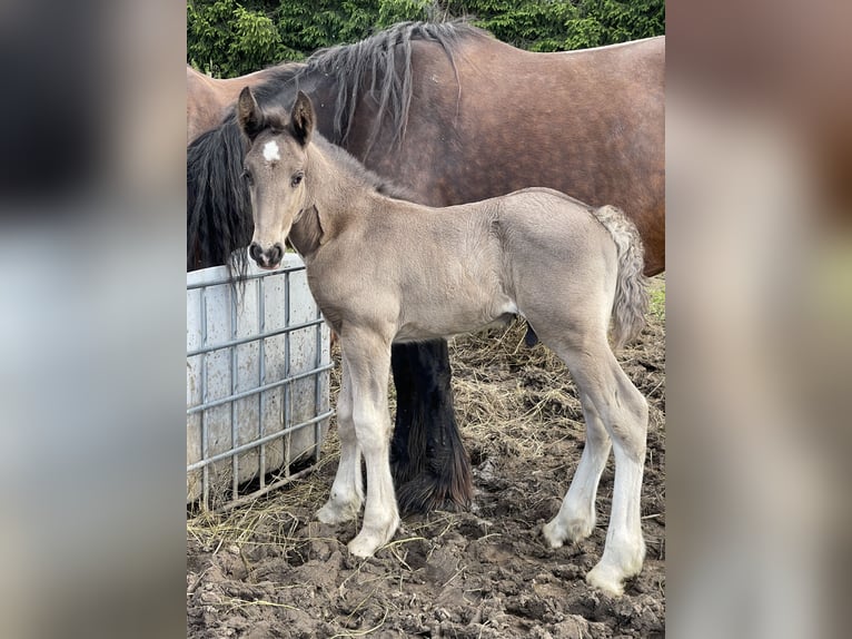 Shire Horse Hengst 1 Jahr 190 cm Rappe in Lekeryd