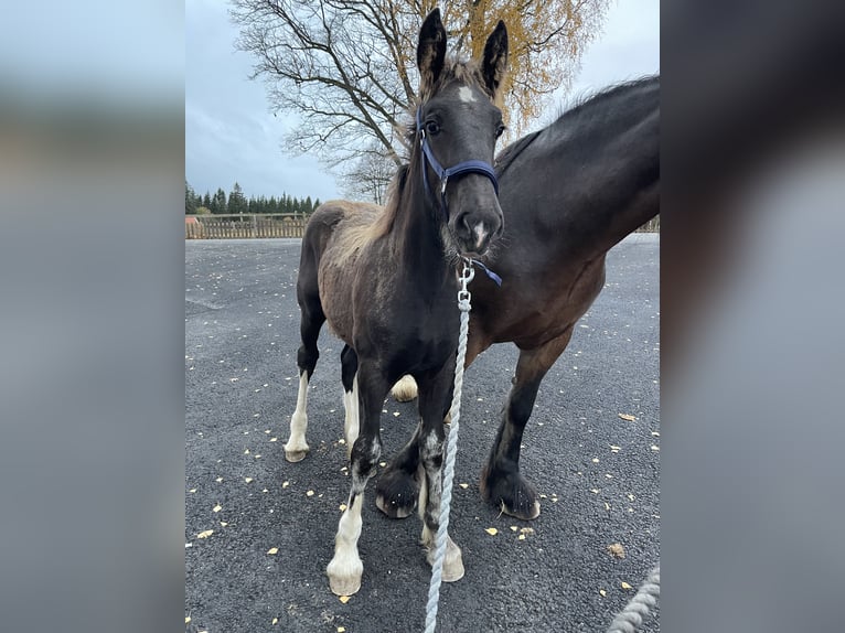 Shire Horse Hengst 1 Jahr 190 cm Rappe in Lekeryd