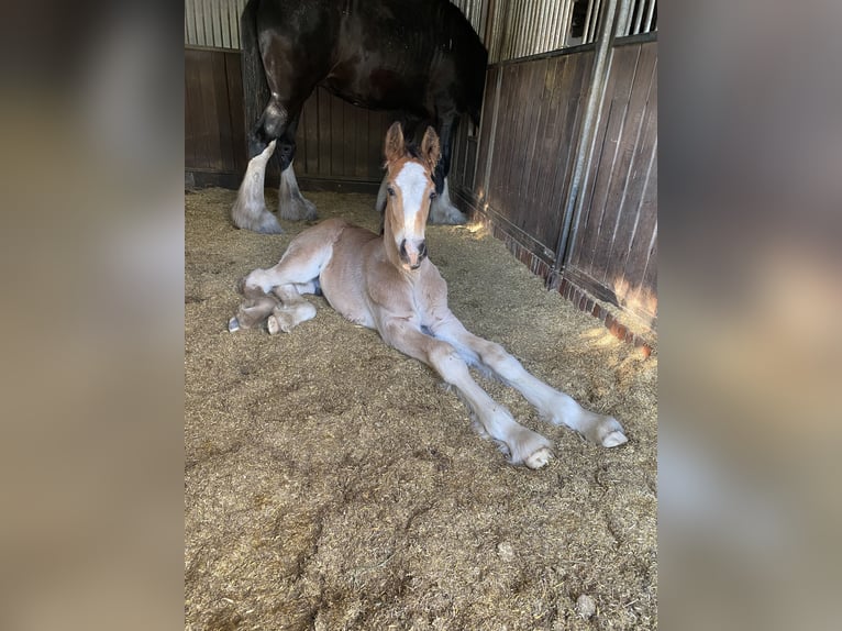 Shire Horse Hengst 1 Jahr Brauner in Friedeburg