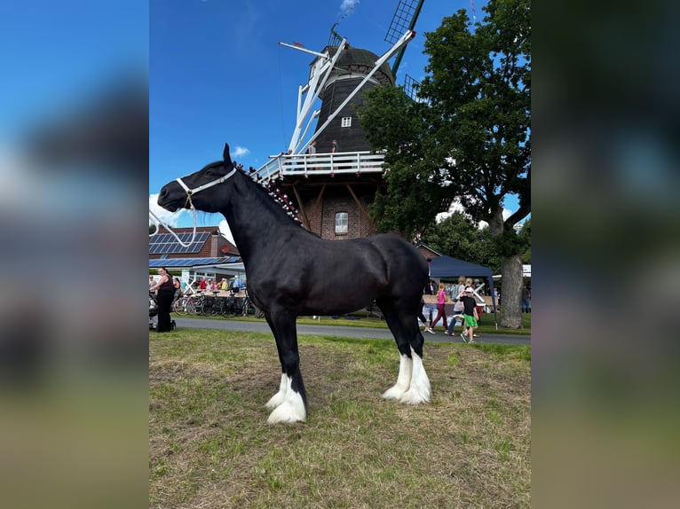 Shire Horse Hengst 1 Jahr Brauner in Friedeburg