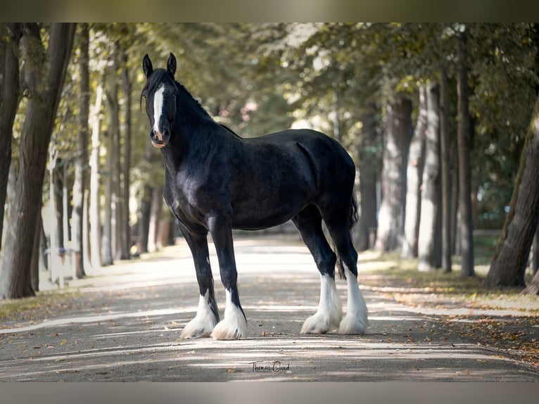 Shire Horse Hengst 1 Jahr Brauner in Friedeburg