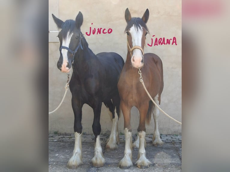 Shire Horse Hengst 1 Jahr in Yecla De Yeltes