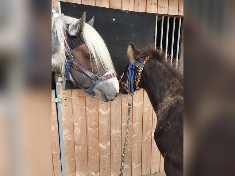 Shire Horse Hengst 1 Jahr Rappe in Sint-Annaland