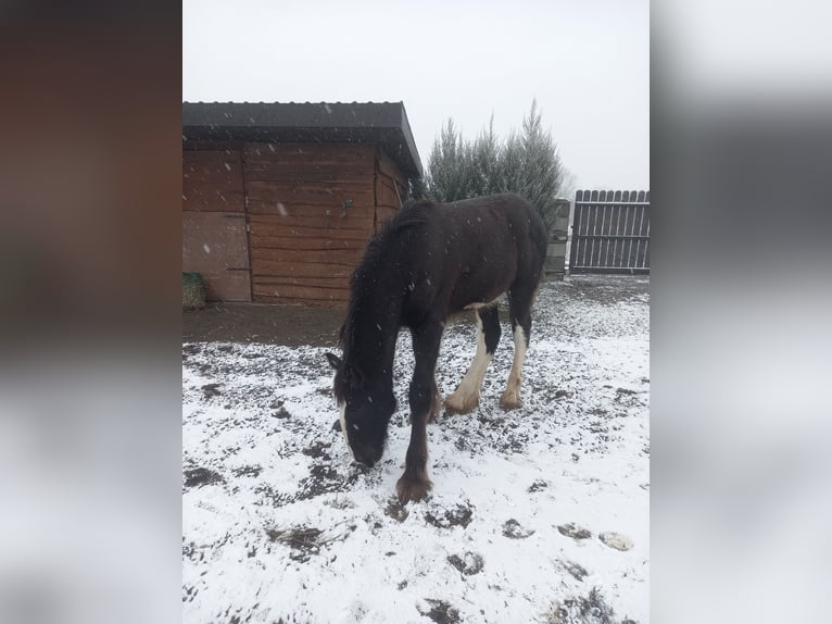 Shire Horse Hengst 1 Jahr Rappe in Jedlnia-Letnisko