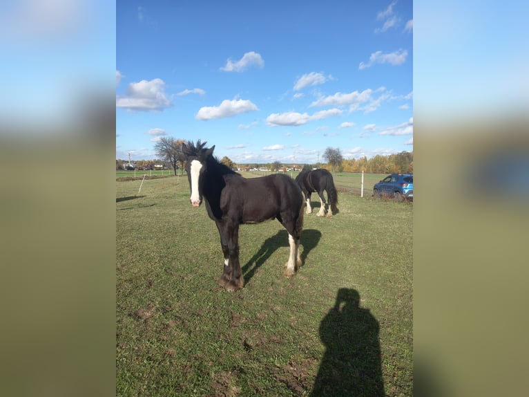 Shire Horse Hengst 1 Jahr Rappe in Jedlnia-Letnisko