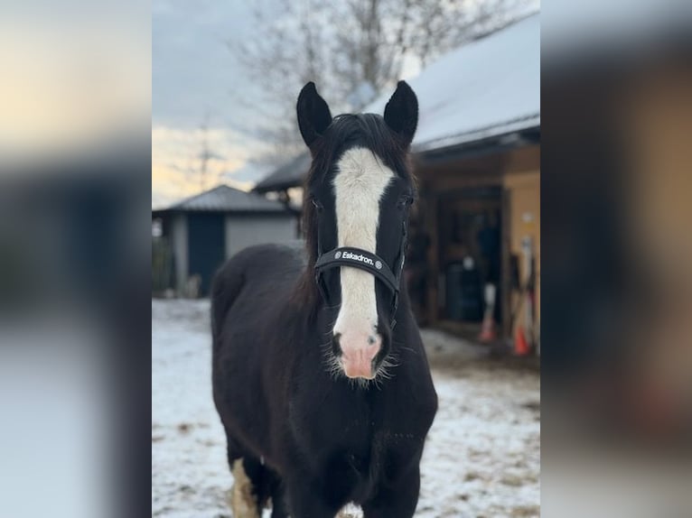 Shire Horse Hengst 1 Jahr Rappe in Jedlnia-Letnisko