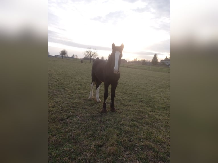 Shire Horse Hengst 1 Jahr Rappe in Jedlnia-Letnisko