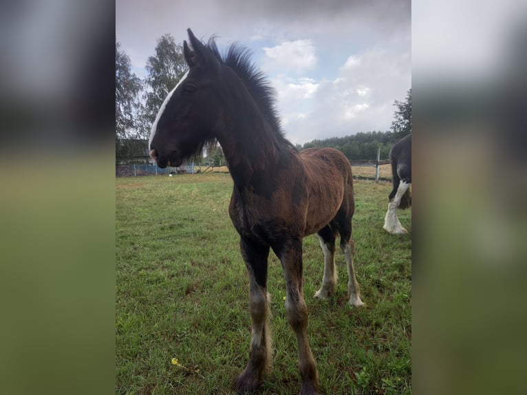 Shire Horse Hengst 1 Jahr Rappe in Jedlnia-Letnisko