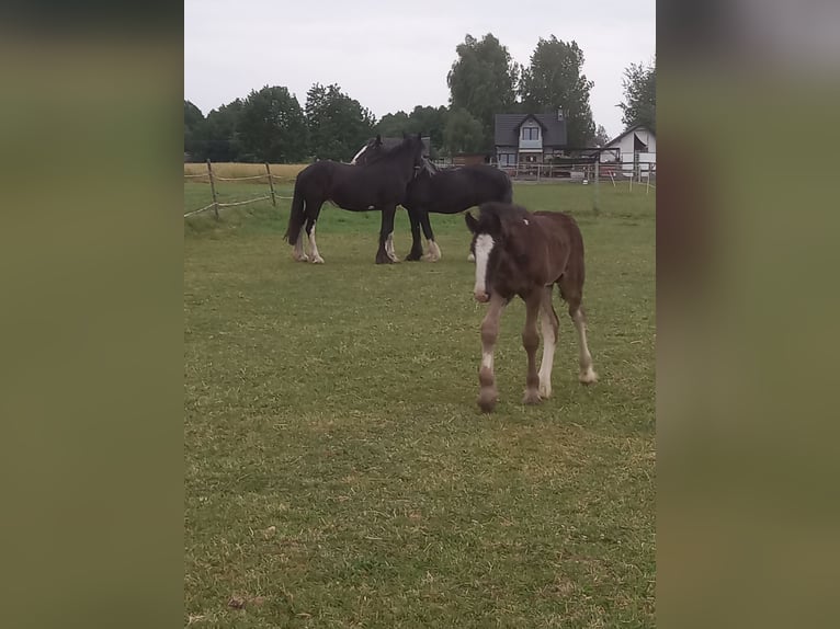 Shire Horse Hengst 1 Jahr Rappe in Jedlnia-Letnisko