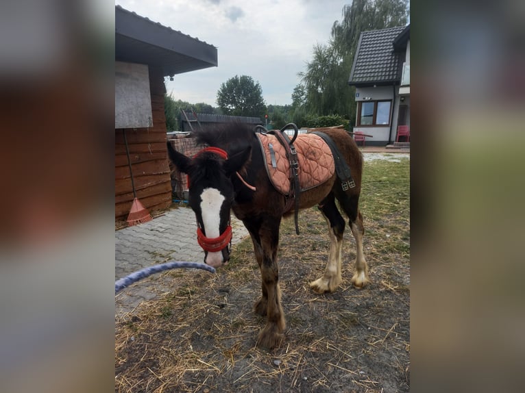 Shire Horse Hengst 1 Jahr Rappe in Jedlnia-Letnisko