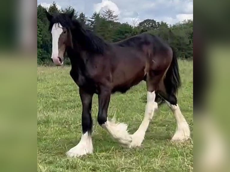 Shire Horse Hengst 1 Jahr in marbury