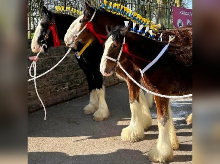 Shire Horse Hengst 1 Jahr  in whitegate