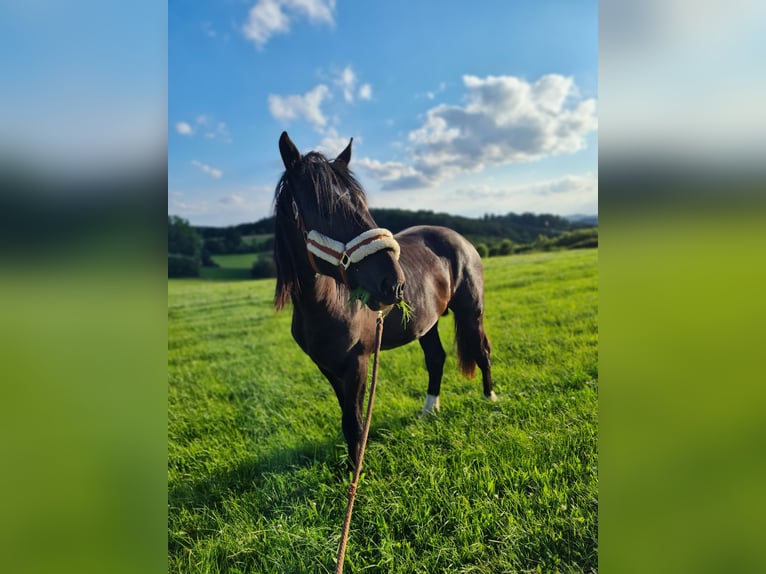 Shire Horse Mix Hengst 2 Jahre 165 cm Rappe in Herscheid