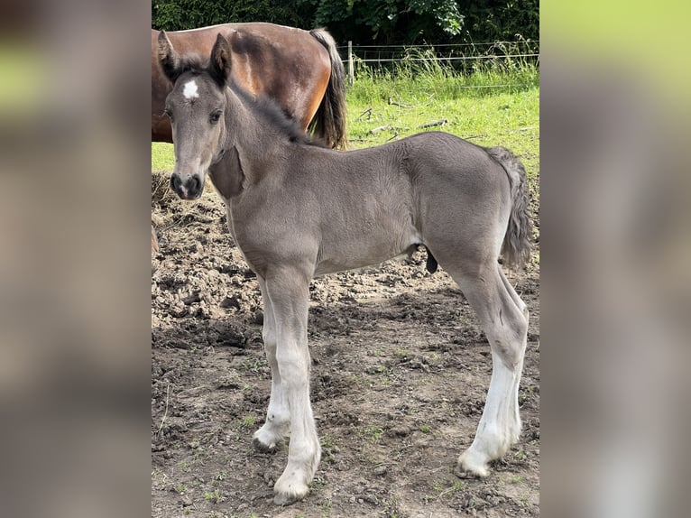 Shire Horse Hengst 2 Jahre 175 cm Rappe in Lekeryd