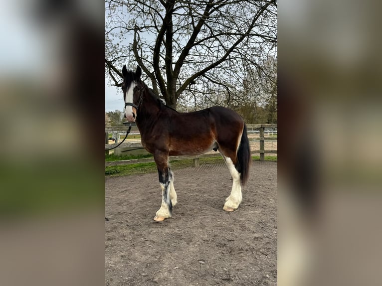 Shire Horse Hengst 2 Jahre 177 cm Schwarzbrauner in Viersen