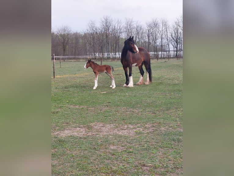 Shire Horse Hengst 2 Jahre 178 cm Fuchs in Csem&#x151;