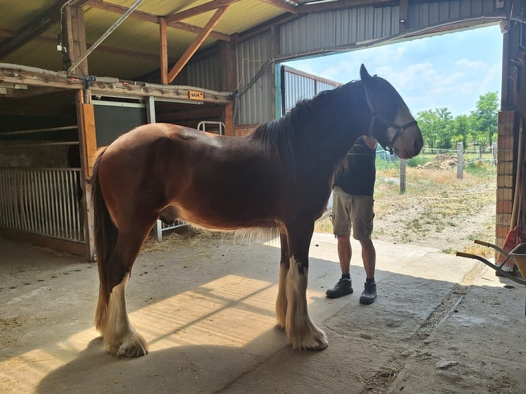 Shire Horse Hengst 2 Jahre 178 cm Fuchs in Csem&#x151;