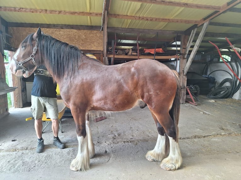 Shire Horse Hengst 2 Jahre 178 cm Fuchs in Csem&#x151;