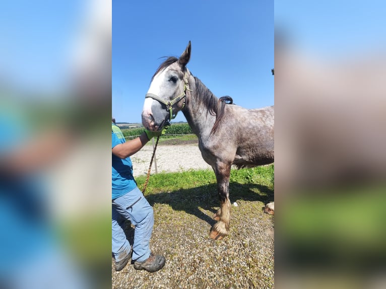 Shire Horse Hengst 2 Jahre 180 cm Schimmel in Ried im Innkreis